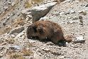 marmotte1498